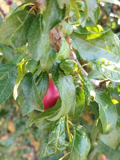 A close-up shot captures a branch of a fruit tree, likely a plum tree, adorned with vibrant green leaves and a single, ripe, red fruit. The fruit, partially obscured by the foliage, is smooth and plump. The leaves exhibit a slightly textured surface with visible veins, and some are illuminated by dappled sunlight, creating highlights and shadows. The background consists of blurred green foliage and hints of yellow and orange, suggesting an outdoor setting in an autumnal or late summer environment. The image appears to be taken in the municipality of Hospozín, Czechia, given the context provided. The scene is still, with no discernible activity or individuals present. The focus is sharp on the fruit and surrounding leaves, while the background is softly out of focus, creating a shallow depth of field.