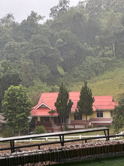 An elevated view captures a residential property in Ban Paem Bok, Thailand, during rainfall. The central subject is a single-story house featuring a prominent red tiled roof with white trim, light yellow exterior walls, and a lower section with exposed red brickwork. A front porch or veranda with a white spindle railing extends across the facade. Two tall, conical evergreen trees stand directly in front of the house, separating it from a darker green tree on the left. The immediate foreground shows a dark metal railing structure, below which rests a horizontal beam or frame. This beam has multiple small, rectangular, dark objects uniformly tied to it with light-colored ropes, suggestive of an outdoor drying or processing setup. Below this, green grass is visible. The background consists of a dense, lush green forest covering a steep hillside, with a section of lighter green or yellowish vegetation to the right of the house. The sky is overcast, and rain streaks are visible against the distant foliage. No individuals are present in the scene.