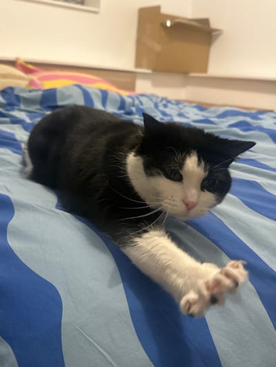 A black and white cat lies on a blue and white striped bedsheet. The cat's head is tilted back with its eyes slightly closed. It's white paw is raised in the air, showing off its claws. The cat is mostly black with white fur on its face, neck, and paws. A cardboard structure is visible in the blurred background, along with some colorful blankets or clothing.