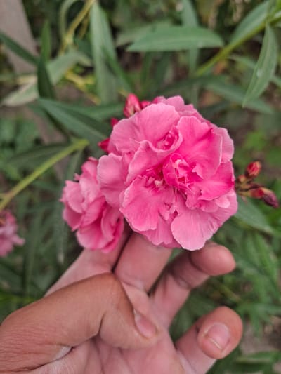 A person's hand, with visible skin texture and fingernails, is holding a cluster of vibrant pink flowers. The flowers appear to be oleander, characterized by their delicate, ruffled petals and the presence of unopened buds on a stem in the background. The foliage behind the flowers is lush and green, suggesting an outdoor setting, likely a garden or natural environment. The image is taken from a close-up perspective, focusing on the interaction between the hand and the blossoms. The backdrop consists of blurred green leaves and some stems. The lighting appears natural, casting soft shadows on the hand and flowers. The overall scene evokes a sense of gentle touch and appreciation for nature's beauty. There is no indication or context related to the city of Sayhun, Uzbekistan within the image or its provided crops.