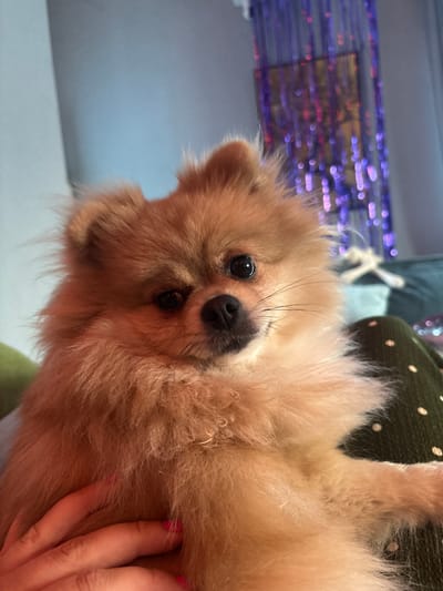 A light brown Pomeranian dog is held in someone's arms, with a portion of a person's hand and arm visible. The dog is looking directly at the camera with dark eyes and a black nose. The background includes a light blue wall on the left and a blurred purple and pink sequined curtain on the right. The dog is resting on a dark green fabric with light polka dots. The image appears to be taken indoors in a residential setting. There is no information to suggest this image is located in Natukhayevskaya, Russia.