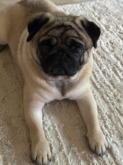 A fawn-colored pug dog with black markings is lying on a light-colored, textured rug. The pug is facing the camera with its front paws extended. The dog's eyes are dark and appear somewhat sad. The background is a soft, blurry, textured rug. The image appears to be taken indoors. This image is not associated with the city of Kildinstroy, Russia.