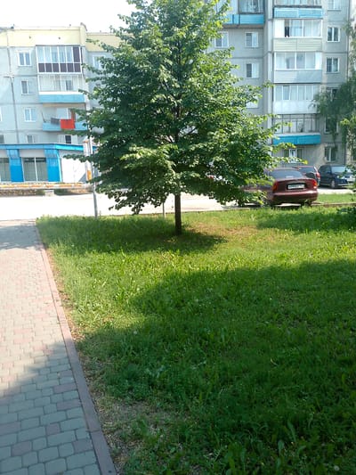 The image depicts a street scene in Polysayevo, Russia. In the foreground, a paved sidewalk runs along the left side of the frame, constructed from rectangular brick pavers in shades of red and gray. Adjacent to the sidewalk is a strip of mowed grass, transitioning to a larger grassy area with weeds and dandelions. A solitary, mature tree with a dense canopy of green leaves stands in the middle ground, casting a shadow onto the grass. Behind the tree, a dark red sedan is parked, facing away from the viewer, with its license plate displaying "K755TC 152". A dark blue SUV is parked behind the sedan. In the background, a multi-story apartment building is visible, characterized by its light blue facade, numerous windows, and balconies with white railings. Some balconies feature balconies with glass enclosures, and one balcony has a red cloth hanging over the railing. The sky is bright, suggesting a daytime scene under sunny conditions.
