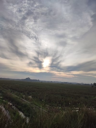 The image depicts a vast rice paddy field under a dramatic, cloudy sky at sunrise. The sun is partially obscured by clouds, casting a soft glow and creating rays that fan out across the sky. In the foreground, the field is characterized by rows of dark green rice stalks, with narrow irrigation channels running through them. In the distance, a low, tree-covered hill can be seen, with a few scattered buildings and trees visible along the horizon. The overall impression is one of a tranquil, rural landscape at the start of a new day. This scene is likely located in the city of Muliengmanyang, Indonesia, a region known for its extensive rice cultivation.