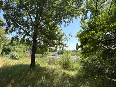 The image shows a natural landscape with a body of water in the background, surrounded by dense vegetation and trees. A single tree trunk is prominent in the foreground on the left side of the image, with its branches extending upwards and partially obscuring the sky. The ground in the foreground is covered with tall, dry grass, casting shadows from the sunlight. The water appears calm, reflecting the sky and the surrounding foliage. The overall scene depicts a serene, outdoor environment. The location is identified as Kopanka, Moldova.