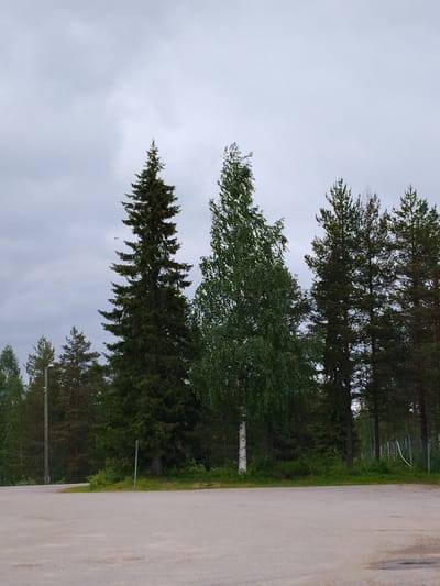 The image depicts an outdoor scene in Kemijärvi, Finland, under a cloudy sky. In the foreground, there is a paved area, likely a parking lot or road, with some stains and a smooth, light grey surface. Behind the paved area, a line of trees forms the background.
The trees are a mix of coniferous and deciduous types. On the left, a tall, dark green spruce tree dominates the scene. To its right, a lighter green deciduous tree with a white trunk, possibly a birch, stands out. Further to the right, a cluster of tall, dark green coniferous trees, likely pines, are visible. There are also some smaller trees and dense green undergrowth closer to the ground.
A light-colored utility pole with a light fixture is positioned on the left side of the image, emerging from behind some of the trees. On the right side, a chain-link fence with a white hose or cable draped over it can be seen.
In the sky, a small dark silhouette, possibly a bird, is visible flying between the spruce tree on the left and the deciduous tree in the center. The overall atmosphere is somewhat muted due to the overcast sky.