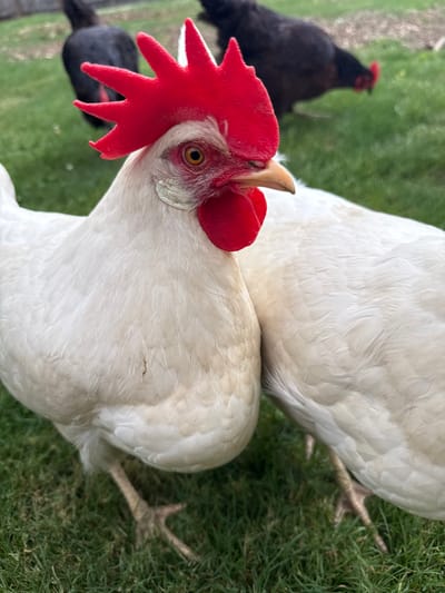In Fairview Township, United States of America, a close-up shot captures a white chicken with a prominent red comb and wattle, its eye a striking yellow. The chicken is in the foreground, its white feathers detailed, and one leg with scaly skin and three visible toes is planted on lush green grass. Behind it, another white chicken is partially visible, with its body also covered in white feathers. Further in the background, two black chickens stand on the grass. The environment is an outdoor grassy area, suggesting a farm or a rural backyard. The lighting appears to be natural daylight, casting subtle shadows.