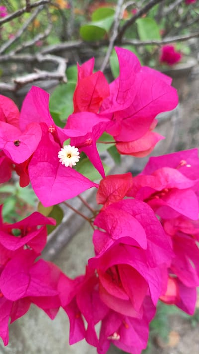 A close-up macro shot captures the vibrant pink bracts of a bougainvillea plant, its delicate white flower with yellow stamen blooming at the center. The plant's branches, covered in rough bark, are visible in the blurred background, along with out-of-focus green leaves and a hint of a concrete wall. The image appears to be taken outdoors, with soft lighting and a shallow depth of field that emphasizes the flower's intricate details. The overall impression is one of natural beauty and tranquility.