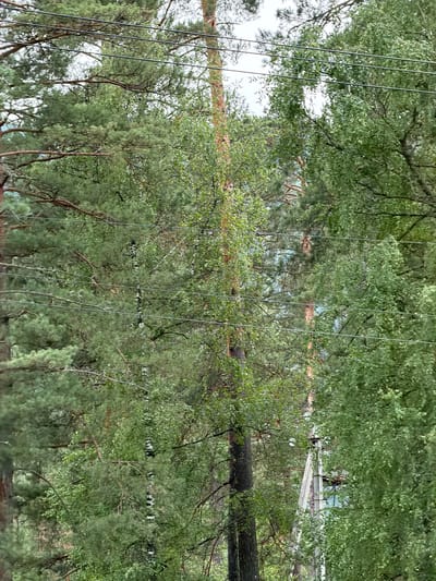 This image displays a reflection of trees and overhead wires in what appears to be calm water, creating an inverted scene. The foliage is predominantly green, suggesting a temperate environment. The orientation of the image is such that the trees' reflections appear right-side up, while the actual trees are upside down. This optical illusion could be due to a camera angle or the image being intentionally rotated. The presence of overhead wires hints at the proximity of infrastructure, possibly power lines or a communication network. A distant structure, possibly a wooden bridge or walkway, is visible through the foliage in the upper portion of the image. The light conditions are somewhat diffused, indicating overcast weather or perhaps early morning or late afternoon. The scene evokes a sense of tranquility and natural beauty, with the water acting as a natural mirror. The location cues, such as the type of trees and the overall landscape, might be indicative of a rural or semi-rural setting in Cheposh, Russia. There is no visible text in the image.