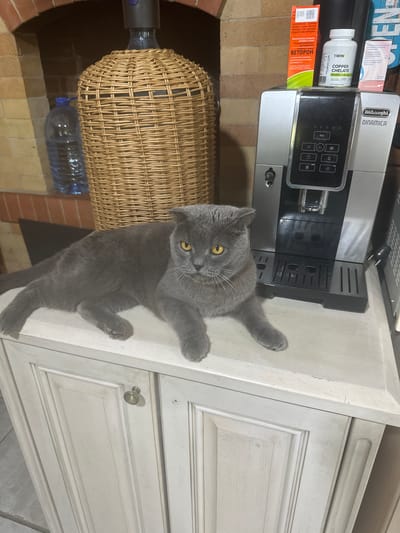 A gray Scottish Fold cat with yellow eyes is lying on a light-colored wooden cabinet. To the right of the cat is a De'Longhi Dinamica coffee machine. Behind the cat and coffee machine, there are several bottles of water and what appears to be a woven basket. The background suggests an indoor environment with brickwork. The image is not specific to Osinniki, Russia, or any particular city.