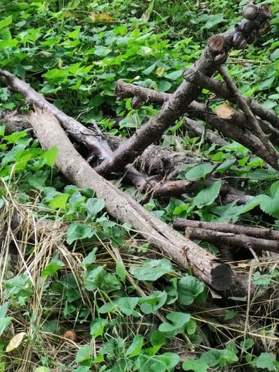 The image shows a close-up, high-angle view of fallen tree branches scattered amongst green foliage and dry grass. The branches are of varying sizes and textures, some appearing rough and aged, while others show fresh cuts. The environment is natural and appears to be outdoors, possibly a wooded area or a park. There are no people or visible animals in the frame. The overall impression is one of natural decay and overgrowth. The location is identified as Znamenskiy, Russia.
