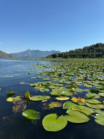 The image depicts a water landscape in Dodoši, Montenegro. The foreground and middle ground are dominated by a body of water densely covered with lily pads. Some pads are green and healthy, while others exhibit yellowing and signs of decay. In the distance, a mountain range and lush green trees border the water. The sky is clear and blue. The scene is observed during daylight hours.