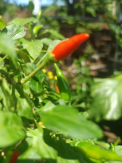 A close-up, shallow-depth-of-field photograph taken in Sindangasih, Indonesia, depicts a segment of a chili plant under natural daylight. The primary subject, prominently positioned in the upper center-right, is a vibrant red, ripe chili pepper, elongated and tapering to a point, attached to a green stem. Below it, slightly to the left, an unripe green chili pepper of similar shape is visible, also attached to the plant. The foreground and midground are dominated by numerous healthy green leaves of the chili plant, some partially obscuring other elements. In the lower right, additional green chili peppers are partially visible. The background is significantly blurred, showing a soft focus of green foliage, indistinct yellow elements likely representing distant flowers or vegetation, and hints of a brighter sky in the upper left, indicating an outdoor, sunny environment. No people, discernible actions, or interactions are present.