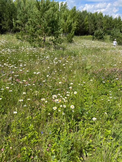 The image depicts a sun-drenched meadow filled with white daisies and various other wildflowers, set against a backdrop of lush green trees and a partly cloudy sky. A person wearing a white hat and t-shirt is visible in the distance, walking through the field. The environment is natural and appears to be a rural or park-like setting. The specific location is the Staroe Mavrino, Russia, a district within Moscow.