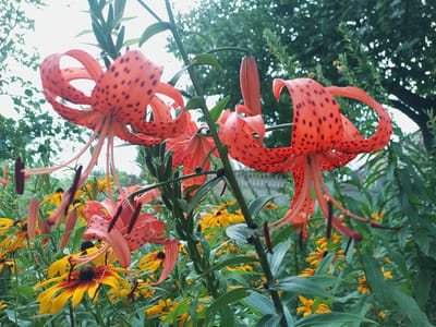 An outdoor, close-up, eye-level, medium shot captures a cluster of vibrant orange tiger lilies with dark spots. The flowers are in full bloom, with long, elegant petals that curl backward. The foreground is dominated by these lilies, their delicate stamens and pistils extending outwards. Behind them, a profusion of yellow coneflowers adds a contrasting splash of color. The background consists of lush green foliage and trees, with the sky visible through the leaves, suggesting a natural, garden setting. The overall lighting indicates it is daytime, with diffused light suggesting an overcast or partially shaded environment. There are no people or animals present in the scene. The image was taken in Solonytsivka, Ukraine.
