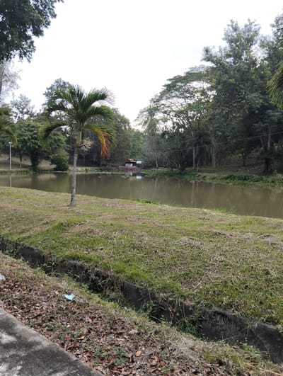 A serene body of water, likely a lake or pond, is the central focus of this outdoor scene. The water is a murky brown color and reflects the surrounding greenery and the overcast sky. On the left bank, a grassy slope leads down to the water's edge, punctuated by a solitary palm tree with fronds that show signs of drying. In the foreground, a concrete drainage ditch runs along the bottom of the frame, filled with dry leaves and some sparse vegetation. The right bank of the water is heavily wooded with dense trees that form a lush backdrop. A small, rustic structure with a red roof is visible across the water, nestled amongst the trees, suggesting a park or recreational area. The overall impression is one of natural tranquility, with a touch of man-made elements in the form of the structure and the drainage ditch. The scene is likely located in Palohgadeng, Indonesia, given the lush tropical vegetation and the style of the small building.
