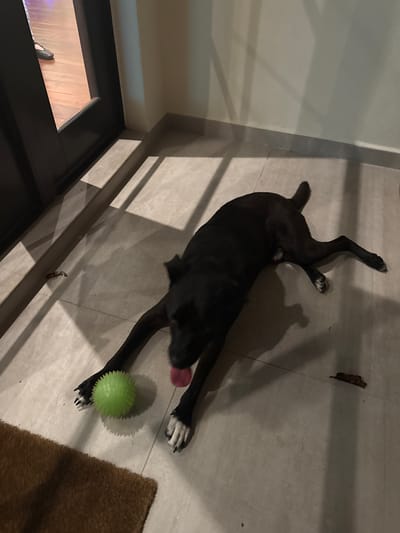 In Coral Gables, Florida, a black dog is lying on a tiled floor next to a green spiky ball. The dog is in a stretched-out position, with its front legs extended forward and its hind legs tucked underneath its body. Its head is down, and its tongue is visible, appearing pink. The dog's paws have white markings. The floor is made of light-colored square tiles, and there are shadows cast on the floor, suggesting overhead lighting. To the left, a dark doorway leads to a room with polished wooden flooring. A small brown rug is visible in the lower-left corner of the image. There are a few scattered brown leaves or debris on the tiled floor. The overall lighting is dim, creating a slightly shadowy atmosphere.