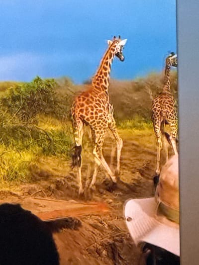 The image depicts a safari scene with two giraffes in the foreground. The giraffe on the left is closer to the viewer and is facing towards the right of the frame, with its body angled away. It has a distinctive spotted pattern on its orange-brown coat. To the right and slightly behind the first giraffe, a second giraffe is visible, facing away from the viewer and towards the right. Its hindquarters and back are prominent. Both giraffes are in a dry, grassy environment with scattered shrubs and trees. The ground appears to be dirt and sand, with some patches of dry vegetation. The sky is a clear blue. In the bottom right corner of the image, a person wearing a wide-brimmed hat is partially visible, suggesting the image was taken from a safari vehicle or viewing area. The overall scene captures a moment on a safari. The image is a photograph and is not located in the city of Springboro, United States of America; its actual location is unknown.