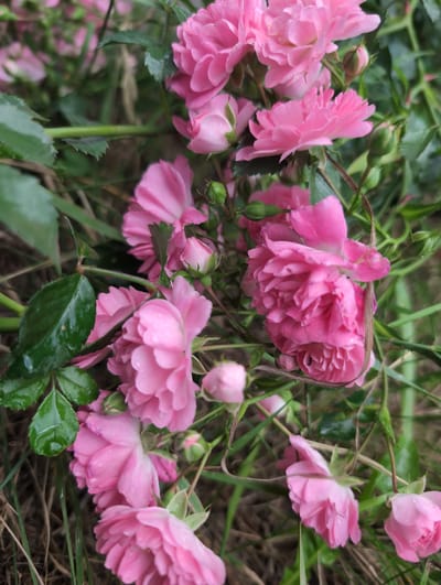A close-up, eye-level shot captures a cluster of small, bright pink roses with dewdrops on their petals. The roses are in various stages of bloom, with some fully open and others still in bud. Dark green leaves with visible veins and water droplets are interspersed among the flowers. The background consists of dry, brown grass and out-of-focus green foliage, suggesting an outdoor setting. There are no people or animals visible in the frame. The scene appears to be a garden or natural landscape.