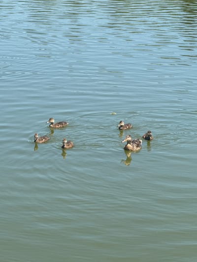 This media file depicts a top-down view of a flock of ducks swimming on a body of water, likely a lake or river, given the rippling surface. The water is a muted green-blue color, with subtle variations in shade caused by the movement of the water and possibly sunlight reflecting off the surface. The ducks, appearing to be mallards due to their brown and mottled plumage, are scattered across the frame. One larger duck is positioned towards the center-right, with several smaller ducks swimming around it, suggesting a parent with its young. They are all moving in roughly the same direction, creating faint wakes in the water behind them. The lighting suggests it is daytime, with the sun casting some light on the scene. The setting appears to be natural and peaceful. There is no visible text in the image.