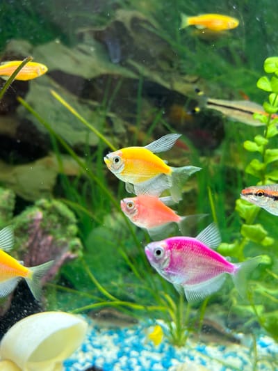 The image displays a vibrant underwater scene within a well-lit aquarium, featuring multiple colorful fish swimming amidst green aquatic plants and various decorative elements.
In the foreground, three brightly colored fish, likely genetically modified GloFish, are prominent. The closest is a vivid yellow fish with translucent fins, followed by a peach or light orange fish, and then a striking fuchsia pink fish, all positioned to the left and slightly angled downwards. Their fins are spread, suggesting active swimming. Another yellow fish is partially visible in the bottom-left corner, positioned near a plant stem.
Above these fluorescent fish, a silver fish with a distinctive black horizontal stripe and a reddish head is seen swimming upwards. Several other fish, appearing darker or less defined, are present in the background among the plants.
The tank's environment includes abundant green aquatic vegetation, which provides a lush backdrop. The substrate on the right side of the tank consists of blue and white gravel or pebbles. A light-colored, shell-shaped decoration, possibly white or cream, is situated in the bottom-right corner, while other darker, rock-like structures are partially visible behind the plants.
The water in the aquarium is clear, offering an unobstructed view of the aquatic life. The bright lighting illuminates the vivid colors of the fish and plants. No people or visible text are present in the image. The time of day and external weather conditions cannot be determined from the scene. The setting is an indoor aquarium, located in Rosen, Bulgaria.