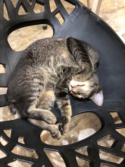 A tabby cat is sleeping curled up on a black outdoor chair. The cat is in the center of the image, with its head tucked into its body and its paws tucked around its face. The cat's fur is a mix of brown, black, and grey stripes. The chair is made of black metal with an open, patterned design. The background is a light-colored, textured surface, possibly tile or concrete. The lighting suggests it is daytime, possibly indoors or on a covered patio. The overall mood is peaceful and relaxed, with the cat appearing comfortable and deeply asleep. There are no people visible in the image, nor is there any visible text.