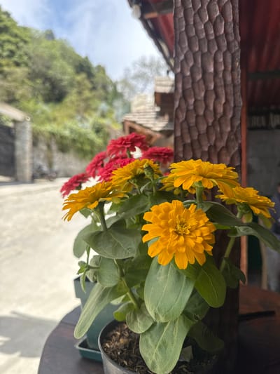 A close-up, tilted shot captures a vibrant arrangement of yellow and red flowers in a pot. The flowers are in focus, with the petals of the yellow ones prominently displayed. The leaves of the plants are a healthy green. The pot is placed on a surface, with a carved brown wooden structure visible near the flowers. In the background, there is a blurred view of buildings and trees, suggesting an outdoor setting. Given the information about San Antonio de Galipán, Venezuela, this could be a local establishment or residence decorated with these colorful blooms.