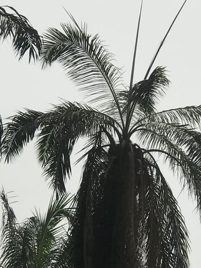 A low-angle shot captures a dark palm tree against a bright, overcast sky. The tree's fronds radiate outwards, creating a dense, textured canopy. The composition emphasizes the tree's upward reach and the contrast between its dark foliage and the light background. The overall effect is somewhat ominous due to the dark color palette.