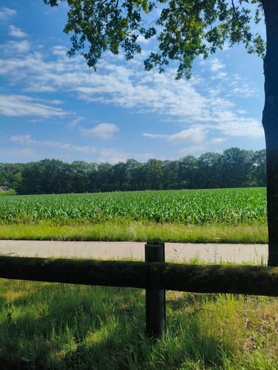A sunlit scene in Baarle-Nassau, Netherlands, shows a lush green cornfield stretching across the midground. The field is bordered by a dense line of dark green trees that form the background. In the foreground, a rustic wooden fence with rough-hewn posts and a weathered rail runs horizontally, casting shadows on the tall, green grass. A paved pathway runs between the fence and the cornfield. Above, a bright blue sky is dotted with fluffy white clouds, and the branches of a large tree with green leaves hang from the top left corner of the frame. A thick tree trunk is visible on the far right edge of the image.