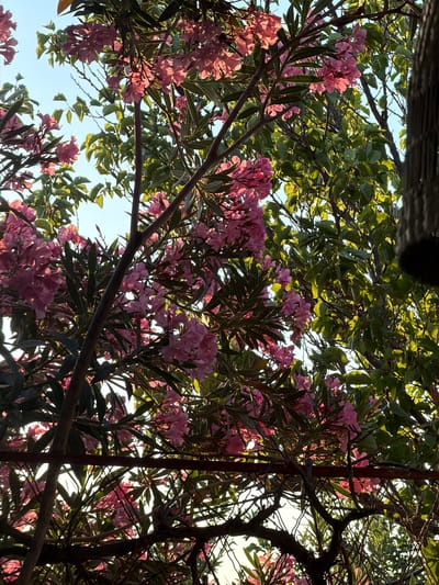 This image depicts a close-up view of pink oleander flowers and green foliage against a bright blue sky. The perspective is looking upwards from beneath the branches of a flowering bush or tree. The sun is shining, suggesting it is daytime, and the light filtering through the leaves and flowers creates a dappled effect. The branches are dark and woody, with some thinner vines intertwined. The scene appears to be outdoors in a natural setting, possibly a garden or park, given the lush vegetation. The flowers are clustered together in bunches, and their delicate pink petals are clearly visible. The overall impression is one of natural beauty and tranquility. There is no visible text in the image. The location context is Nea Kallikratia, Greece.