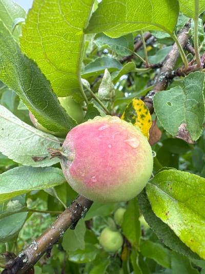 A close-up shot focuses on a single, small apple on a branch in an outdoor setting. The apple is mostly light green with a blush of pink on one side. It is wet, with several clear water droplets clinging to its surface. The apple is surrounded by lush, green leaves, some of which show signs of minor damage or discoloration, including a single leaf with yellow and green mottling. The branch itself is dark brown and textured, with small patches of greyish-white lichen. In the background, out of focus, other green apples and leaves are visible, suggesting the presence of an apple tree. The lighting suggests it might be a cloudy day or that the scene is shaded. This image was taken in Подолино Ст, Russia.