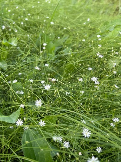 The image shows a close-up, outdoor view of a meadow with many small white wildflowers and green grass. The flowers are star-shaped with white petals and yellow centers. They are scattered throughout the frame, with some in focus and others blurred. The grass is lush and green, with some blades appearing thin and reedy, while others are broader. The overall impression is one of natural abundance and delicate beauty. There are no people or man-made objects visible in the image, suggesting a natural or park-like setting. The lighting appears to be natural daylight, and the image has a shallow depth of field, with the foreground and middle ground in sharper focus than the background. The image is taken from a slightly elevated angle, looking down into the meadow. The specific location in the city of Белозерки, Russia cannot be determined from the visual information alone.