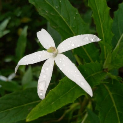 A close-up, overhead shot captures a single white flower with five delicate petals, each adorned with numerous water droplets. The flower's center features a pale green stamen. The petals are slightly curved and appear delicate. The flower is surrounded by lush, green foliage, with some leaves in sharp focus and others blurred in the background. The overall impression is one of a natural, serene scene, likely found in an outdoor environment. The image does not contain any identifiable human presence or specific urban landmarks within Meunasahblang, Indonesia.