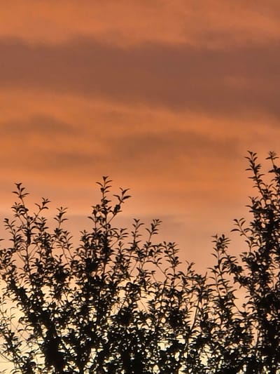 The image displays a vibrant outdoor scene, likely captured during either sunrise or sunset, featuring the dark silhouette of tree branches and foliage against a warm, gradient sky. The composition is oriented vertically, with the intricate pattern of the tree's leaves and branches occupying the right side of the frame, extending from top to bottom. The leaves appear small and numerous, creating a dense, lacy silhouette that is sharply contrasted against the luminous background.

The sky, filling the left portion of the image, exhibits rich hues ranging from deep reddish-orange to softer peach tones, with subtle cloud formations or light variations adding texture. The warm glow suggests a low sun angle, characteristic of twilight. There are no people or discernible activities taking place. No artificial objects or visible text are present. The image conveys a sense of natural beauty and tranquility from Mouscron, Belgium.