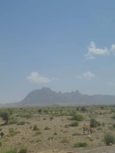 An open, arid landscape with scattered vegetation dominates the scene, under a pale blue sky with sparse clouds. In the middle ground, a lone brown cow grazes on sparse, dry grass amongst rocks and small bushes. The ground is predominantly stony and dry, with some patches of green shrubbery. In the distance, a range of muted, hazy mountains forms the horizon. The image appears to be taken in a rural or undeveloped area, likely in the outskirts of Zhob, Pakistan, characterized by its dry terrain and mountainous backdrop.