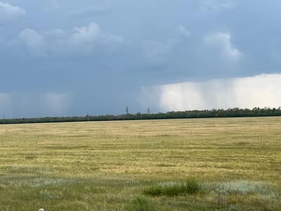 A wide-angle, eye-level shot captures a vast, flat agricultural field under a dramatic sky. The field, appearing to be ripe grain or hay, stretches horizontally across the frame, with distinct rows or textures indicating cultivation. The color palette of the field ranges from golden yellow to green, with some areas showing signs of dryness and others lusher growth closer to the foreground.
The horizon is marked by a dense, dark green treeline, creating a sharp contrast with the lighter field. Above the treeline, tall, lattice-like electricity pylons are visible in the distance. The sky is dominated by heavy, dark gray clouds, characteristic of an impending storm. Streaks of rain are visible in the distance, particularly in the central and right portions of the sky, creating a sense of atmospheric drama. The lighting is diffused and subdued due to the cloud cover, with no strong shadows present.
The foreground of the image shows a strip of greener vegetation, possibly wild grasses and wildflowers, with some patches of dry, pale green stalks. A small, white vertical object, possibly a fence post or marker, is partially visible at the very bottom left edge of the frame. The overall impression is one of rural expanse, with nature's power evident in the stormy sky.
The location is confirmed as being in the vicinity of Шортанды, Kazakhstan, a region known for its agricultural landscapes and vast steppes.