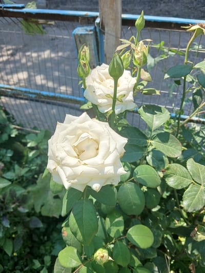 A medium shot captured on a sunny day shows a cluster of white roses blooming in Gulistan, Uzbekistan. The roses are the central focus, with one fully bloomed rose in the foreground, its petals intricately layered and a subtle cream hue. Behind it, another white rose is slightly out of focus. Several rose buds, still tightly furled and tinged with green, are interspersed among the leaves. The foliage is lush and green, with the distinct serrated edges of rose leaves visible. The roses are growing near a fence constructed of blue-painted metal bars and a wooden post. The background includes a blurred view of a concrete or gravel surface, suggesting an outdoor, possibly garden or yard, setting. The lighting indicates bright daylight, with distinct shadows cast on the ground and leaves. There are no people or animals present in the frame.