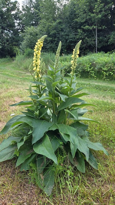 The image shows a close-up view of a Great Mullein plant (Verbascum thapsus) with tall, erect flower spikes bearing yellow blossoms. The plant has large, fuzzy, green leaves at its base and smaller leaves arranged alternately along the stem. The background consists of a grassy area with trees and foliage, suggesting an outdoor environment, possibly in the countryside or a park. The lighting indicates it is daytime, with the sky appearing overcast or shaded by trees. The specific location in Cekule, Latvia, is not evident from visual cues within the image itself.