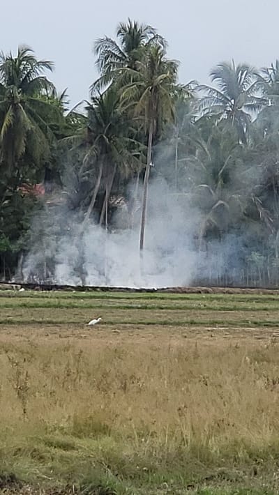 A thick plume of white smoke rises from a forested area with numerous coconut trees, partially obscuring structures and the sky. The smoke spreads across the middle ground, extending over what appears to be agricultural fields. In the foreground, a patch of dry, golden grass meets a strip of greener vegetation. A single white bird is visible in the distance, standing in the dry grass. The scene is likely a rural setting, potentially in Ulee Ceubrek, Indonesia, given the presence of coconut trees.