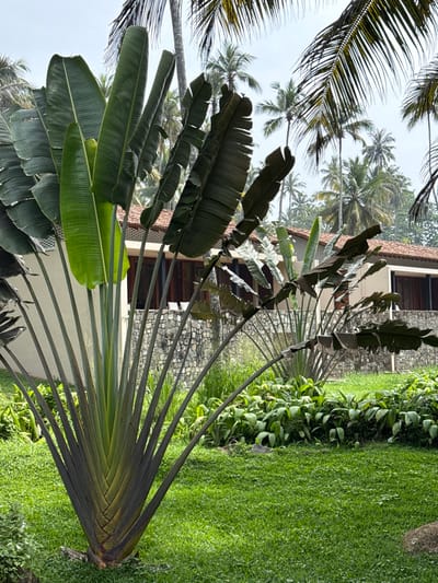 The image depicts a tropical landscape featuring a large Ravenala madagascariensis, also known as a traveler's palm, taking up most of the foreground. Behind the palm, there are several other palm trees and a building with stone walls. The palm is set within a verdant lawn and an array of leafy groundcover. The composition highlights the lush, diverse vegetation and architectural elements in a tropical environment.