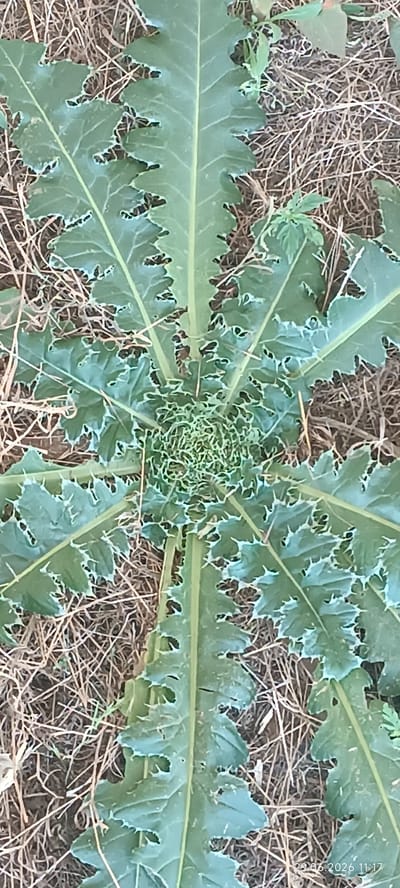 A top-down, close-up shot shows a large, green plant with spiky, serrated leaves radiating outwards from a central, tightly furled bud. The leaves have a lighter green or whitish edge and distinct veins. The plant is growing in dry, brown grass and soil. The lower right corner of the image displays a timestamp: "29.06.2026 11:17". The image appears to be a photograph taken outdoors.