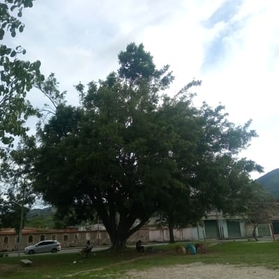 In El Limón, Venezuela, a large, mature tree with dense green foliage dominates the foreground of the image. To the left of the tree, a silver SUV is parked on a road that runs parallel to a stone wall with arched openings. Two individuals are seated in chairs on the grass near the large tree. In the background, a street is visible with buildings that have green roll-up doors and a mountain range in the distance. The sky is overcast with some patches of blue sky and clouds.