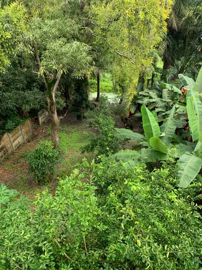 This image depicts a dense, verdant natural environment within the city of Lauro De Freitas, Brazil. The scene is dominated by various forms of lush green vegetation, observed from an elevated perspective. In the foreground, a dense canopy of bright green leaves from numerous small trees and shrubs occupies the lower half of the frame. Beyond this, a partially cleared, irregular patch of ground is visible, covered by sparse green foliage and brown earth. A single mature tree with a prominent trunk stands centrally within this cleared area. To the left, a segment of a light-colored, multi-panel precast concrete wall runs horizontally, bordering the cleared ground. In the midground to the right, large-leafed plants, consistent with banana trees, are prominently featured. In the background, a body of water, partially obscured by green aquatic vegetation (likely algae or duckweed), is visible, surrounded by more dense trees and vegetation. No individuals, animals, or specific actions are discernible within the frame. The overall environment appears humid and tropical, suggesting an interface between urban development (indicated by the wall) and a natural or semi-wild ecosystem.