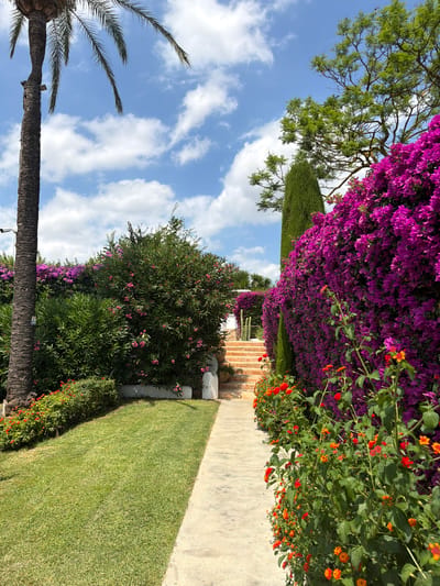 The image depicts a pathway leading up a set of stone steps, flanked by lush vegetation and vibrant flowers. A tall palm tree stands to the left, its fronds reaching towards a bright blue sky dotted with fluffy white clouds. The pathway is made of concrete and curves towards the steps, which are surrounded by green bushes and beds of red and orange flowers. A dense wall of purple bougainvillea flowers dominates the right side of the scene, creating a striking contrast with the greenery and the blue sky. In the background, a tall, conical evergreen tree stands next to the bougainvillea. The scene appears to be a well-maintained garden, possibly part of a private residence or a botanical garden in the area of Sant Joan de Labritja, Spain, given the Mediterranean flora and clear weather. There are no people visible in the image.