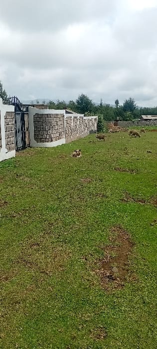 A slightly rotated landscape showcases a stone fence and gate leading onto a grassy area. The grass has some bare patches. Several deer are spread across the grass. In the background, there is a line of trees and a cloudy sky.