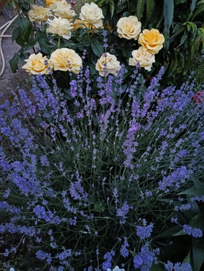 This is a medium-angle, full-shot photograph of a garden bed featuring yellow roses and lavender plants. The yellow roses, some with slightly wilted petals, are clustered in the upper portion of the frame, with visible green foliage. Below and in front of the roses, a dense mass of lavender blooms, characterized by their small purple florets and slender stems, fills the lower two-thirds of the image. The background consists of darker foliage and some indeterminate ground cover. The lighting suggests it is either dusk or an overcast day, with a soft, diffused light illuminating the scene. The specific location in Novozybkov, Russia cannot be determined from the visual information provided. There are no people or animals visible in the image.