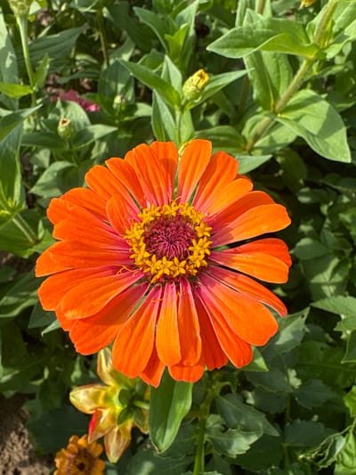 A close-up, eye-level shot features a vibrant orange zinnia flower in full bloom as the central subject. The flower is positioned slightly off-center to the right, filling a significant portion of the frame. Its petals are a brilliant orange, transitioning to a deeper pinkish-red towards the center, where a cluster of bright yellow stamens is visible. The flower is surrounded by lush green foliage, with various leaves and stems forming a natural, somewhat blurred background. In the lower left portion of the image, parts of other, less developed flowers are visible, one appearing yellow and pink, and another smaller, orange one at the very bottom. The lighting suggests it is a sunny day, casting subtle shadows and highlighting the textures of the petals and leaves. The scene appears to be an outdoor garden setting, possibly in Большелуг, Russia, given the context provided. There are no people or animals visible in the image, and no discernible actions or interactions are taking place.