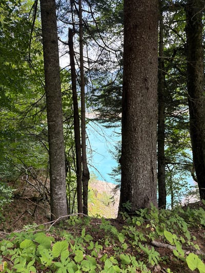 The image depicts a view through a dense forest towards a body of turquoise water. Several large trees with textured bark dominate the foreground, their trunks creating vertical lines that frame the scene. Lush green foliage and undergrowth cover the forest floor in the lower portion of the image. Glimpses of the bright blue water are visible between the trees and through breaks in the canopy. The background reveals a gentle slope leading down to the water, with some lighter colored rocks or earth visible on the embankment. The sky is partially visible through the tree branches, suggesting an overcast or partly cloudy day. The location is identified as Ampezzo/Dimpeç, Italy.