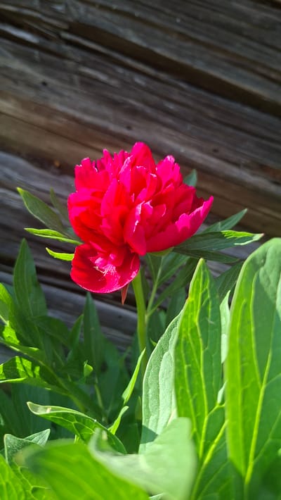 A close-up, slightly high-angle shot shows a vibrant red peony in full bloom against a rustic wooden background, likely a wall. The peony's petals are densely layered, creating a full and textured appearance. Bright green leaves surround the flower, partially obscuring the wooden wall. The scene is well-lit, suggesting an outdoor setting with natural sunlight. The setting appears to be a garden or naturalized landscape in or near Сваткаўскі сельскі Савет, Belarus.