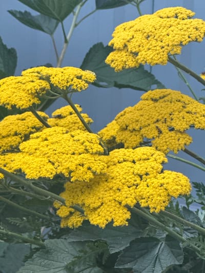 The media file displays a close-up, slightly overhead view of bright yellow flowers against a muted blue background. The flowers are clustered together in irregular, feathery shapes, with each cluster composed of many tiny individual florets. Some of the flower clusters are in focus, showing their textured, sponge-like appearance, while others are softer and slightly blurred.
Interspersed with the yellow flowers are dark green leaves and thin, vertical stems. The leaves are broad and have a serrated edge in some areas. The overall impression is of a lush, natural setting, possibly a garden or wild area. The lighting appears to be natural, suggesting daytime, and the soft background hints at an outdoor scene with a distant, possibly overcast sky or wall.
There are no people visible in the image. The primary subjects are the yellow flowers and accompanying foliage. The composition is dominated by the vibrant yellow of the flowers, drawing the viewer's eye to their intricate details. There are no discernible objects other than the plants.
Notable details include the presence of at least one small insect, appearing as a dark speck on one of the flower clusters, suggesting it is a natural environment where insects would be present. The image seems to capture a moment in nature, focusing on the beauty and texture of the flora. The blue background provides a calming contrast to the bright yellow. No text is visible in the image. The context provided places this scene in Zvenyhorodka, Ukraine.